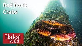 Under the Dock Red Rock Crabs  Hakai Wild