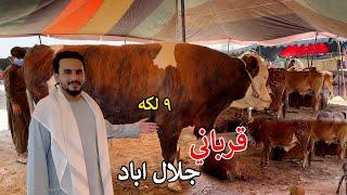 Eid Bazaar in Jalalabad  Animal Market  اختر مال بازار جلال اباد