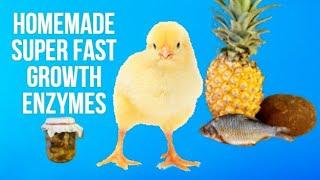 How to Make Chickens Grow Faster and Heavy - Protease Enzymes for Chickens