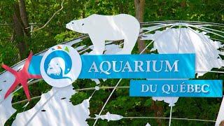 AQUARIUM DU QUEBEC TOUR #aquarium #quebec #Polar Bear #jellyfish #Aquarium of Quebec