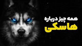 معرفی سگ هاسکی  همه چیز درباره نژاد سیبرین هاسکی  Siberian Husky