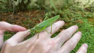 Giant flying grasshopper