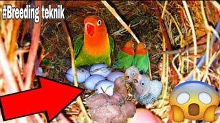 DAPAT GANITO ANG  BREEDING SET-UP NG AFRICAN LOVEBIRDS? BREEDING TEKNIK FOR AFRICAN LOVEBIRDS?