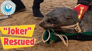 Seal Joker Rescued