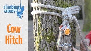 How to tie a Cow hitch  Arborist knot tying for rigging