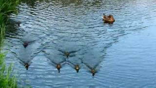 Выводок дикой утки в городе .