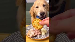 asmr golden retriever dog eating asmr golden retriever eating eggs  #dogeating #dogs #asmrdog