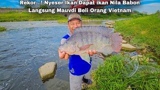 Rekor ... Nyeser Ikan Dapat Ikan Nila Babon Hasilnya Langsung Mau di Beli Orang Vietnam