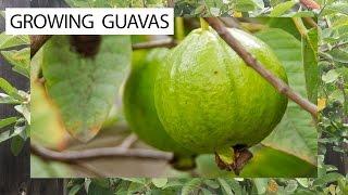 How To Grow Guavas - 3 Delicious Guava Varieties For You