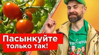 КУСТЫ ТОМАТОВ БУДУТ ЛОМИТЬСЯ ОТ ПЛОДОВ Обязательно удалите эти побеги как только увидите