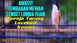 MASTERAN CENDET MATERI GEREJA TARUNG LOVEBIRD KENARI 100% SUKSES MEMANCING CENDET BAHAN AGAR GACOR