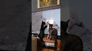 kittens react to cat tv