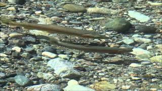 Wild summer steelhead spawning