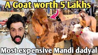 Bakra Mandi 2024 in dadyal  Bakra  Mandi  Most expensive Mandi 5lakh ka bakra  khadimabad vlog