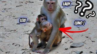 Sweet Comfort Baby Monkey Luno Seeks Care from Monkey Lauy After Tough Time