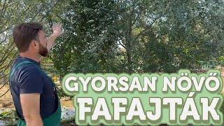 Gyorsan növő árnyékot adó fafajták  Megyeri Szabolcs