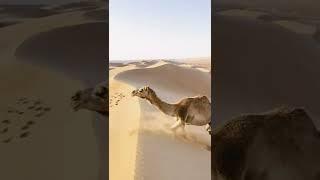 Ketika unta berjalan di gurun pasir  Masha Allah  Tunggangan para anbiya