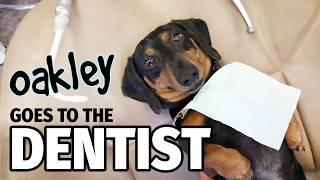 Ep 12 Oakley Goes to the DENTIST - Cute Dachshund Video