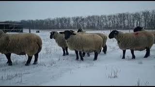 Суффолк в России Голландские крови. Suffolk in Russia Dutch blood.