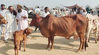 Sahiwal Cows in Mandi  Latest Rates & Milk Production 