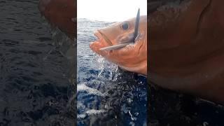 HUGE RED SNAPPER UNDER THE CORAL TABLE #spearfishingphilipines