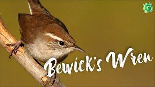 Bewicks Wren Sound  Amazing Bewicks Wren Bird Song Singing and Call