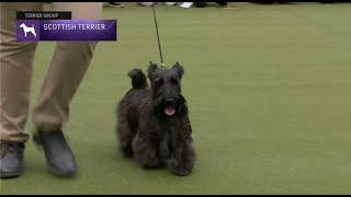 Scottish Terriers  Breed Judging 2023