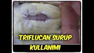 KURUMA-KURSAK MANTARI vs. HASTALIKLARINA TRIFLUCAN ŞURUP KULLANIMI