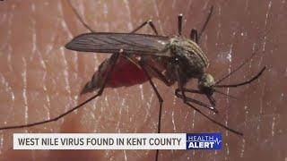 West Nile virus discovered in Kent County mosquitoes