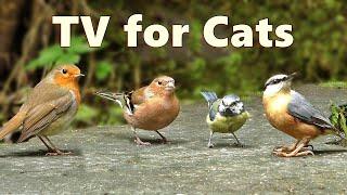 Cat TV Birds  Captivating Birds for Cats to Watch