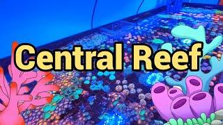 Central Reef