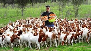 Why Dont You Need A Big Land to Raise Goats? My Journey to Create a Successful Free-range Farm
