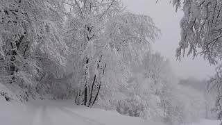 Relaxing Snowfall 2 Hours - Sound of Light Wind Breeze and Falling Snow in Forest Part 2