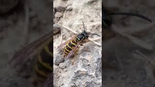 Yellowjacket Wasp chilling on the ground