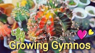 Growing Gymnocalycium  My Gymno collection
