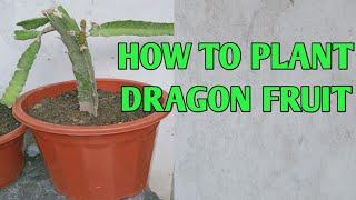 HOW TO PLANT BONSAI DRAGON FRUIT