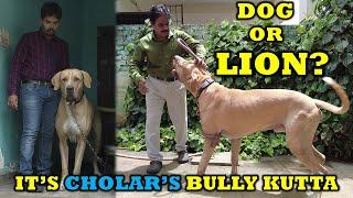 Pakistani Bullykutta in Tamilnadu  pure Alangu mastiff  Cholar kennel by Paari saalan