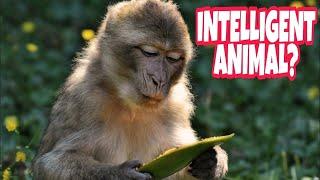 Intelligent Animals #funny #animals