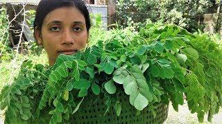 Healthy Food Drumstick Leaves Recipe  Village Style Cooking By Street Village Food