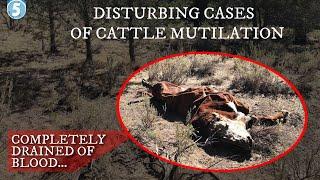 The Disturbing Cattle Mutilation Phenomena & The Unsettling Connection to UFOs...