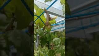pruning perdana anggur goz v bawa bunga dimusim kemarau