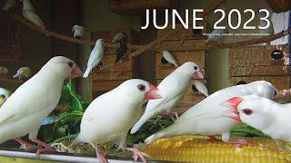 White Java Sparrow Aviary - June 2023 - Birds Love Vegetables