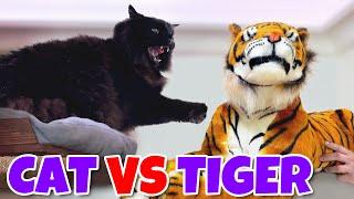 Fake Tiger vs Black Cat Prank Original Video