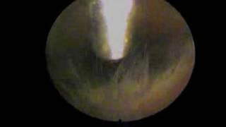 Feline Video Otoscopy - www.mdsvet.com