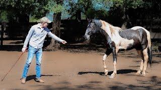 Training A WILD HORSE Again Untouched Stallion Roping and First Haltering