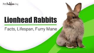Lionhead Rabbits Everything To Know - Facts Lifespan Furry Mane