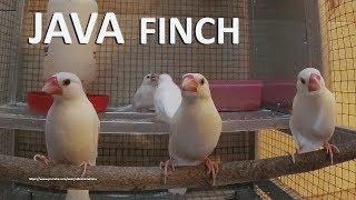 White Java Sparrow Singing and Chirping Indoor - Male and Female Finches