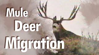 UNBELIEVABLE wildlife MIGRATION - Story of Wyoming’s Mule Deer