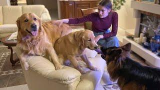 Golden Retriever Dad and Daughter Battle it Out for Armchair Supremacy