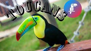 Toucan Facts For Kids #birds #learnwithmaxphine